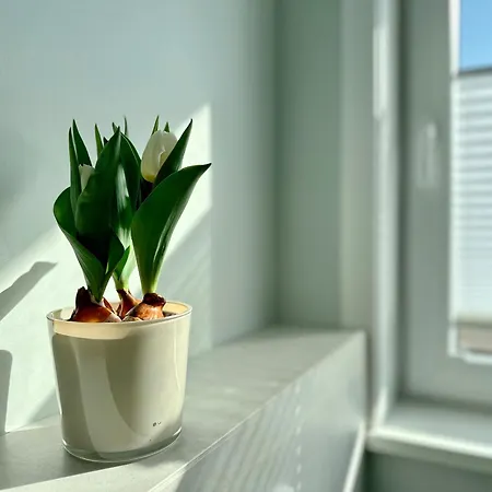 Lägenhet Ebbe Flut, Whg 8 Westerland